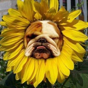 Meet your Posher, Alee